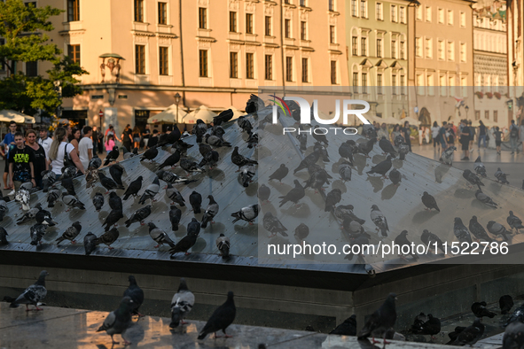 KRAKOW, POLAND - AUGUST 28:
A flock of pigeons cools off on the glass pyramid of Krakow's Underground Museum in the UNESCO Market Square, as...