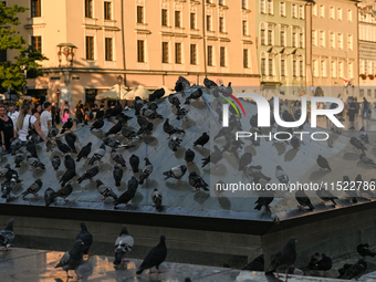 KRAKOW, POLAND - AUGUST 28:
A flock of pigeons cools off on the glass pyramid of Krakow's Underground Museum in the UNESCO Market Square, as...