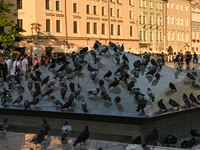 KRAKOW, POLAND - AUGUST 28:
A flock of pigeons cools off on the glass pyramid of Krakow's Underground Museum in the UNESCO Market Square, as...