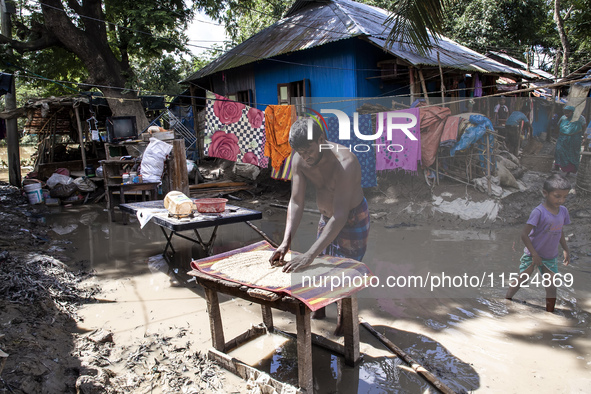 A flood-affected person tries to dry rice in the small sun in the Gopal area of Chagalnaiya upazila in Feni district in Chittagong division...