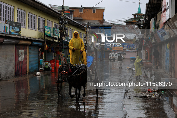 A man rides a horse-drawn carriage on a rainy day in Sopore, Jammu and Kashmir, India, on August 30, 2024. 