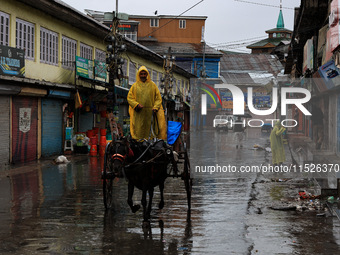 A man rides a horse-drawn carriage on a rainy day in Sopore, Jammu and Kashmir, India, on August 30, 2024. (