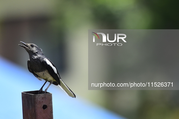 A black and white bird, the Oriental Magpie Robin (Copsychus saularis), is seen in Kirtipur, Kathmandu, Nepal, on August 29, 2024. 