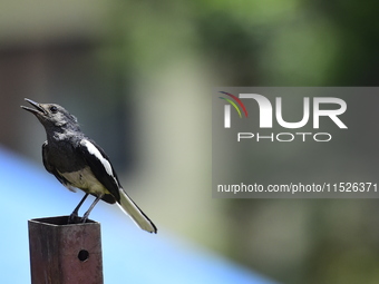 A black and white bird, the Oriental Magpie Robin (Copsychus saularis), is seen in Kirtipur, Kathmandu, Nepal, on August 29, 2024. (