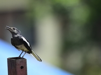 A black and white bird, the Oriental Magpie Robin (Copsychus saularis), is seen in Kirtipur, Kathmandu, Nepal, on August 29, 2024. (