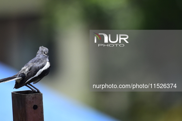 A black and white bird, the Oriental Magpie Robin (Copsychus saularis), is seen in Kirtipur, Kathmandu, Nepal, on August 29, 2024. 