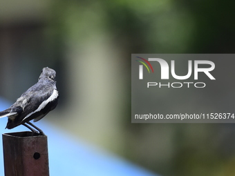 A black and white bird, the Oriental Magpie Robin (Copsychus saularis), is seen in Kirtipur, Kathmandu, Nepal, on August 29, 2024. (