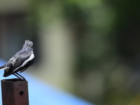 A black and white bird, the Oriental Magpie Robin (Copsychus saularis), is seen in Kirtipur, Kathmandu, Nepal, on August 29, 2024. (