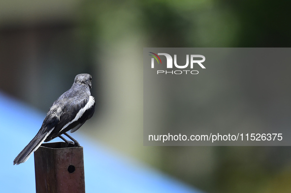 A black and white bird, the Oriental Magpie Robin (Copsychus saularis), is seen in Kirtipur, Kathmandu, Nepal, on August 29, 2024. 