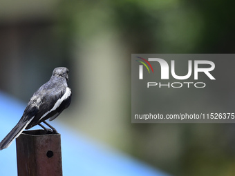 A black and white bird, the Oriental Magpie Robin (Copsychus saularis), is seen in Kirtipur, Kathmandu, Nepal, on August 29, 2024. (