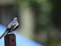 A black and white bird, the Oriental Magpie Robin (Copsychus saularis), is seen in Kirtipur, Kathmandu, Nepal, on August 29, 2024. (