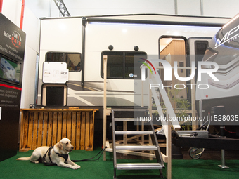 A dog rests at the Duesseldorf Trade Fair Center during the Caravan Salon, the leading motorhome and camping van trade fair, in Duesseldorf,...