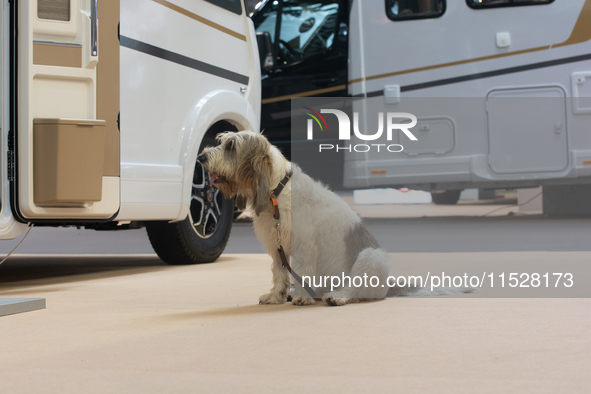 A dog rests at the Duesseldorf Trade Fair Center during the Caravan Salon, the leading motorhome and camping van trade fair, in Duesseldorf,...