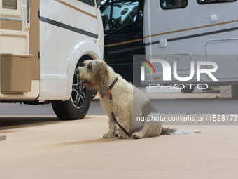 A dog rests at the Duesseldorf Trade Fair Center during the Caravan Salon, the leading motorhome and camping van trade fair, in Duesseldorf,...