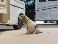 A dog rests at the Duesseldorf Trade Fair Center during the Caravan Salon, the leading motorhome and camping van trade fair, in Duesseldorf,...