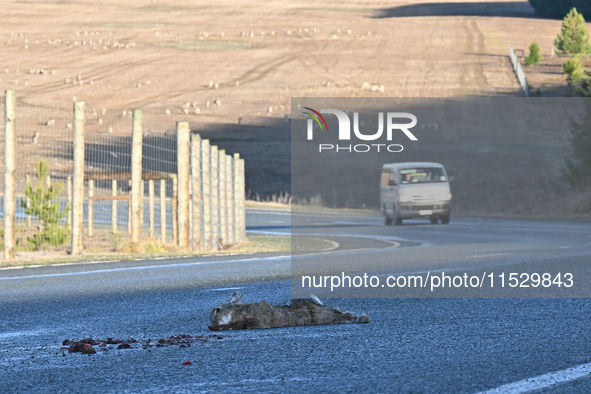 A dead rabbit lies on a part of a road in Twizel, New Zealand, on August 30, 2024. 