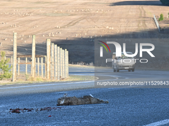 A dead rabbit lies on a part of a road in Twizel, New Zealand, on August 30, 2024. (