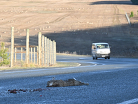 A dead rabbit lies on a part of a road in Twizel, New Zealand, on August 30, 2024. (