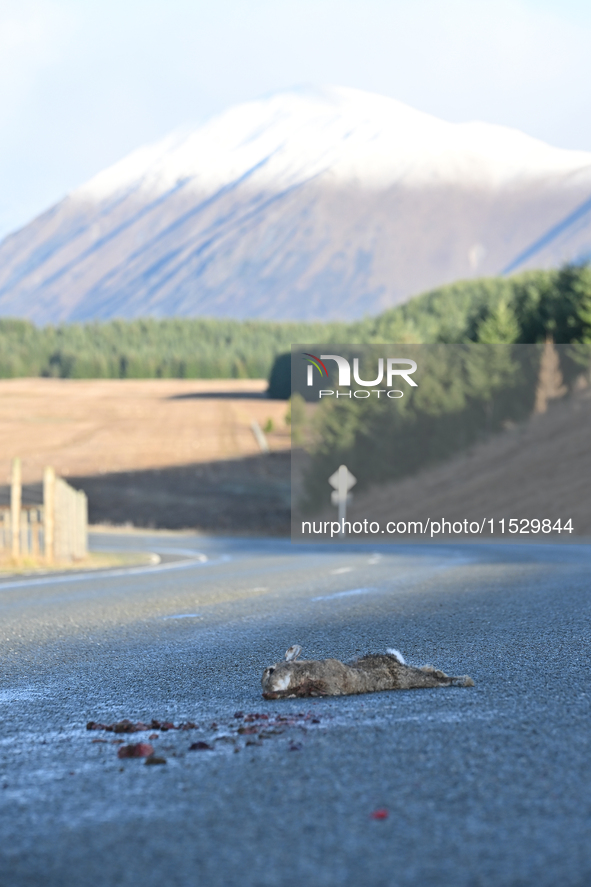 A dead rabbit lies on a part of a road in Twizel, New Zealand, on August 30, 2024. 