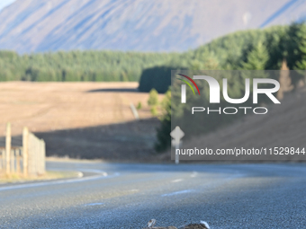 A dead rabbit lies on a part of a road in Twizel, New Zealand, on August 30, 2024. (