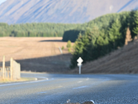 A dead rabbit lies on a part of a road in Twizel, New Zealand, on August 30, 2024. (