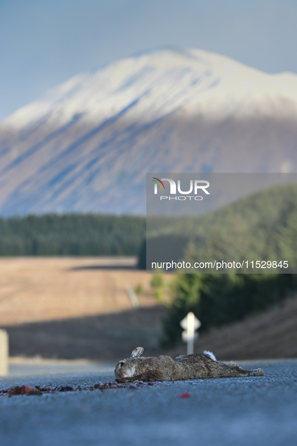 A dead rabbit lies on a part of a road in Twizel, New Zealand, on August 30, 2024. 