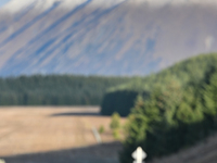 A dead rabbit lies on a part of a road in Twizel, New Zealand, on August 30, 2024. (