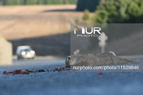 A dead rabbit lies on a part of a road in Twizel, New Zealand, on August 30, 2024. 