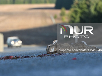 A dead rabbit lies on a part of a road in Twizel, New Zealand, on August 30, 2024. (