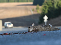 A dead rabbit lies on a part of a road in Twizel, New Zealand, on August 30, 2024. (