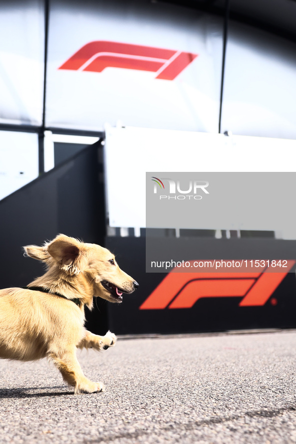 Leo, a miniature longhaired dachshund, a puppy of Charles Leclerc and Alexandra Saint Mleux, is seen in the paddock on qualifying day ahead...