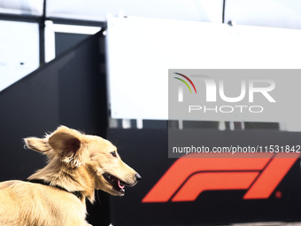 Leo, a miniature longhaired dachshund, a puppy of Charles Leclerc and Alexandra Saint Mleux, is seen in the paddock on qualifying day ahead...