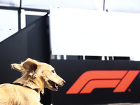 Leo, a miniature longhaired dachshund, a puppy of Charles Leclerc and Alexandra Saint Mleux, is seen in the paddock on qualifying day ahead...