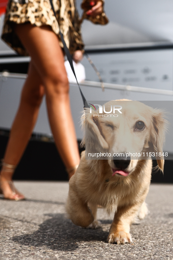 Leo, a miniature longhaired dachshund, a puppy of Charles Leclerc and Alexandra Saint Mleux, is seen in the paddock on qualifying day ahead...