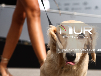 Leo, a miniature longhaired dachshund, a puppy of Charles Leclerc and Alexandra Saint Mleux, is seen in the paddock on qualifying day ahead...