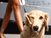 Leo, a miniature longhaired dachshund, a puppy of Charles Leclerc and Alexandra Saint Mleux, is seen in the paddock on qualifying day ahead...