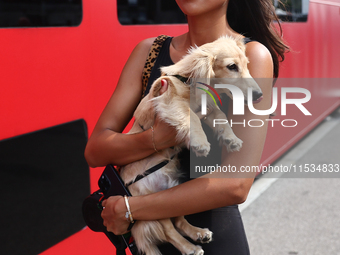 Alexandra Saint Mleux with dog Leo before the Formula 1 Italian Grand Prix at Autodromo Nazionale di Monza in Monza, Italy on September 1, 2...