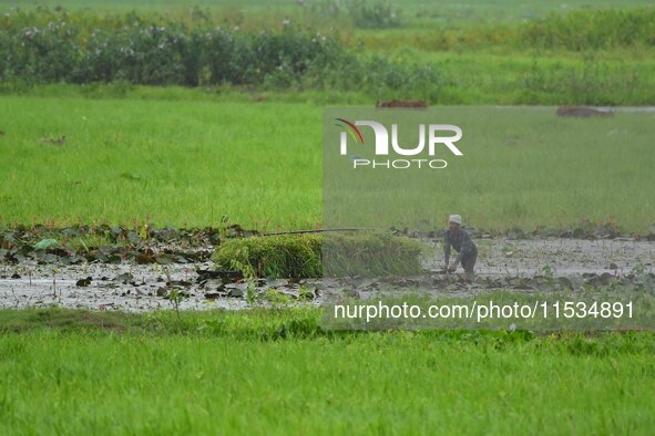 A farmer rows his boat laden with fodder for domestic animals in Morigaon District of Assam, India, on September 1, 2024. 