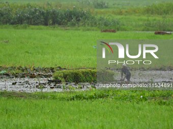 A farmer rows his boat laden with fodder for domestic animals in Morigaon District of Assam, India, on September 1, 2024. (