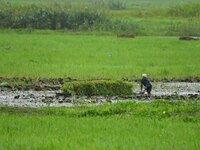 A farmer rows his boat laden with fodder for domestic animals in Morigaon District of Assam, India, on September 1, 2024. (