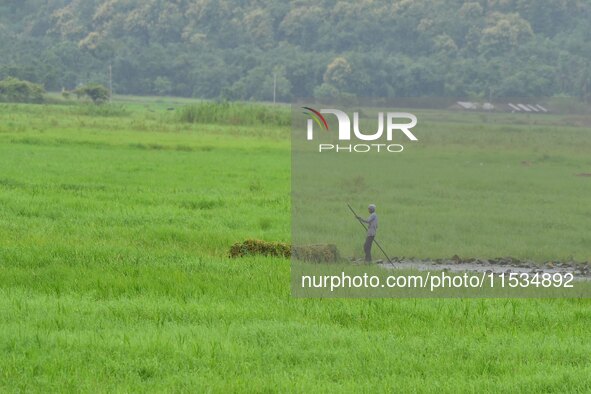 A farmer rows his boat laden with fodder for domestic animals in Morigaon District of Assam, India, on September 1, 2024. 