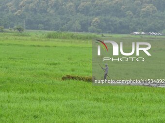 A farmer rows his boat laden with fodder for domestic animals in Morigaon District of Assam, India, on September 1, 2024. (