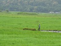 A farmer rows his boat laden with fodder for domestic animals in Morigaon District of Assam, India, on September 1, 2024. (