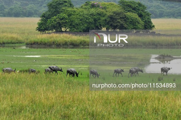 Asiatic Water Buffaloes graze inside the Pobitora Wildlife Sanctuary in Morigaon district of Assam, India, on September 1, 2024. 