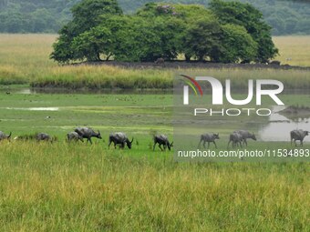 Asiatic Water Buffaloes graze inside the Pobitora Wildlife Sanctuary in Morigaon district of Assam, India, on September 1, 2024. (