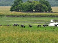 Asiatic Water Buffaloes graze inside the Pobitora Wildlife Sanctuary in Morigaon district of Assam, India, on September 1, 2024. (