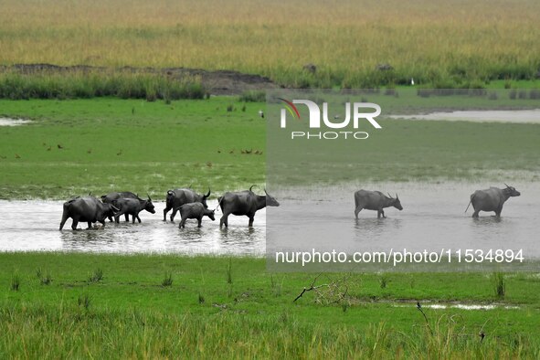 Asiatic Water Buffaloes graze inside the Pobitora Wildlife Sanctuary in Morigaon district of Assam, India, on September 1, 2024. 