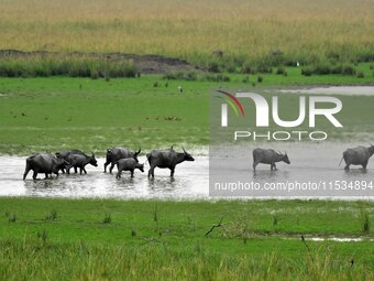 Asiatic Water Buffaloes graze inside the Pobitora Wildlife Sanctuary in Morigaon district of Assam, India, on September 1, 2024. (