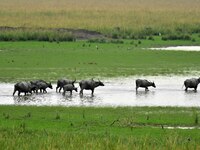 Asiatic Water Buffaloes graze inside the Pobitora Wildlife Sanctuary in Morigaon district of Assam, India, on September 1, 2024. (