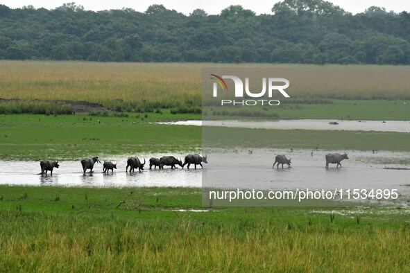 Asiatic Water Buffaloes graze inside the Pobitora Wildlife Sanctuary in Morigaon district of Assam, India, on September 1, 2024. 